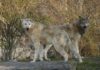 Timberwoelfe Jakob und Ivan - Erlebnis-Zoo Hannover