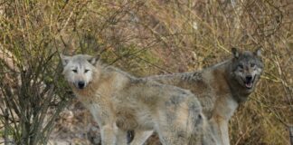 Timberwoelfe Jakob und Ivan - Erlebnis-Zoo Hannover