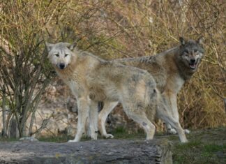 Neues Wolfsrudel im Erlebnis-Zoo Hannover erkundet sein Revier Timberwoelfe Jakob und Ivan - Erlebnis-Zoo Hannover