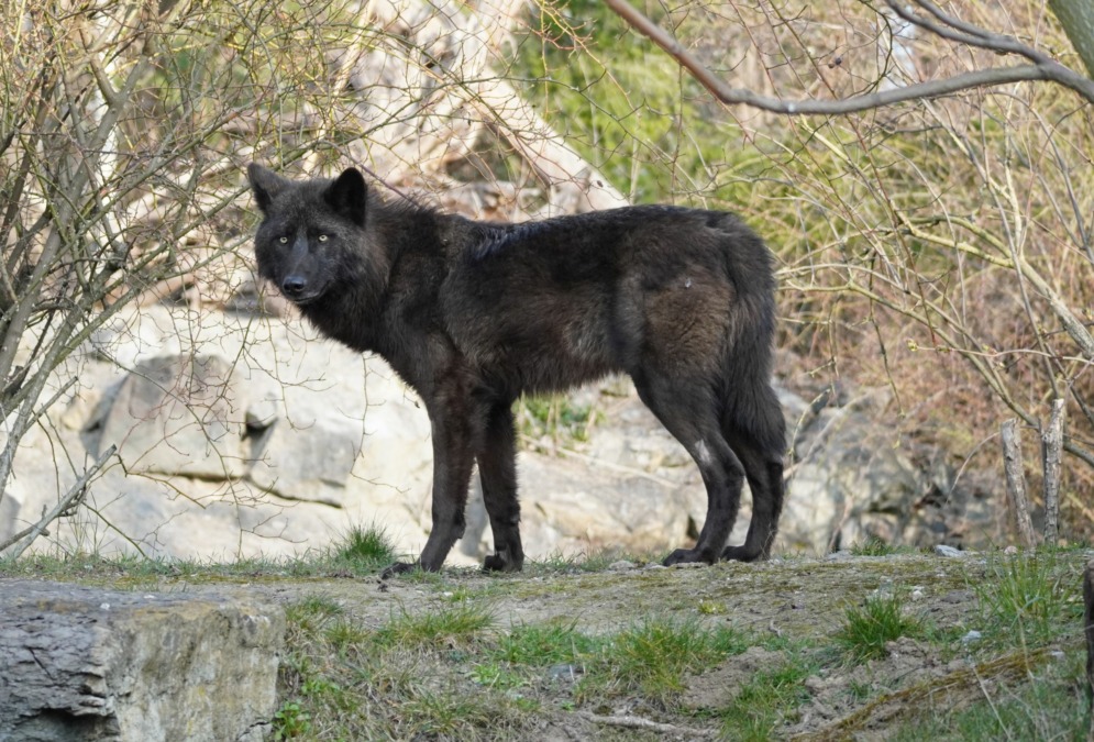 Timberwolf Drago - Erlebnis-Zoo Hannover
