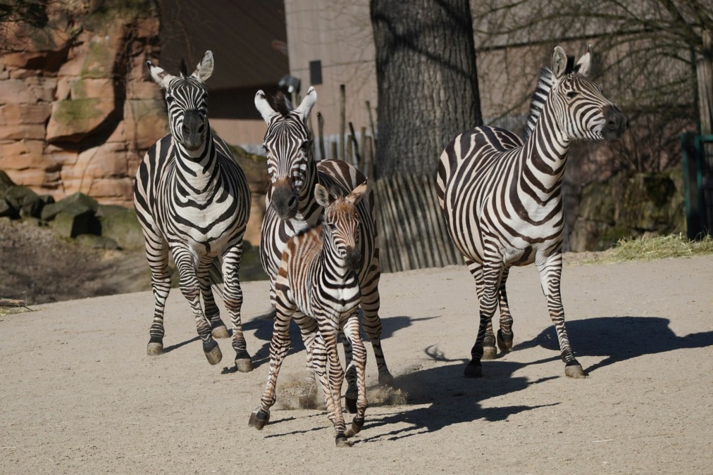 Zebraherde mit Neuzugang auf der Steppe im Erlebnis-Zoo