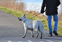 Brut- und Setzzeit beginnt: Leinenpflicht für Hunde vom 1. April bis 15. Juli Hund an der Hundeleine
