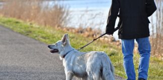 Hund an der Hundeleine