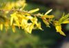 Forsythienzweig