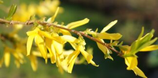 Forsythienzweig