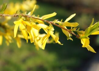 Wenn die Forsythie früher blüht: Was der Klimawandel mit Fauna und Flora macht Forsythienzweig