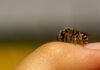 Wildbiene auf Hand