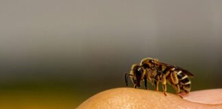 Wildbiene auf Hand