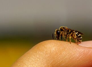 Wissenswertes über Wildbienen und Co. Wildbiene auf Hand