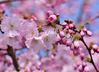 Zierkirschen und Zieräpfel bringen den Frühling in die Innenstadt von Hannover Zierkirsche Blüte