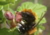 Rotpelzige Sandbiene (Andrena fulva).
