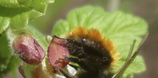 Rotpelzige Sandbiene (Andrena fulva).