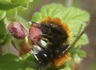 Wildbienen kommen mit der Frühjahrssonne wieder aus ihren Winterquartieren Rotpelzige Sandbiene (Andrena fulva).
