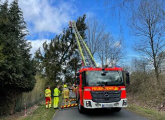25 Meter hohe Fichte auf dem Stadtfelddamm droht auf Stromleitung zu stürzen Feuerwehreinsatz