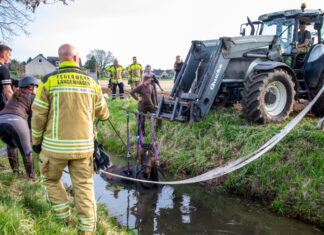 Reitunfall in Krähenwinkel – Pferd landet im Graben Reitunfall in Krähenwinkel - Pferd stürzt in Graben
