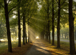 „Mein schönster grüner Schattenplatz in Hannover“ Waldallee mit Sonnenaufgang/Sonnenstrahlen