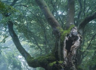 Siegerfotos zum Thema „Buche – Baum des Jahres 2022“ Kategoriesieger | Category winner | Sonderkategorie: Buche - Baum des Jahres 2022 | Stefan Imig | Deutschland | Rotbuche im Nebel