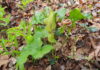 Der Gefleckte Aronstab (Arum maculatum)