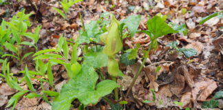 Der Gefleckte Aronstab (Arum maculatum)