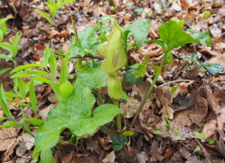 NABU Langenhagen führt zu Frühblühern im Ricklinger Holz Der Gefleckte Aronstab (Arum maculatum)
