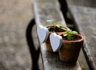 Online-Ticketverkauf für die „Hannoverschen Pflanzentage“ startet Blumentopf mit Herzchen