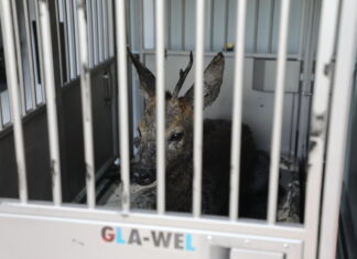 Reh aus Ölschlammsammelbecken gerettet Einsatzkräfte der Feuerwehr Hannover retten einen jungen Rehbock aus einem Ölschlammsammelbecken