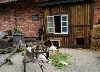 Neue Bewohner auf Meyers Hof im Erlebnis-Zoo Hannover Im Bauerngarten haben sich die Riesenschecken gut eingelebt .