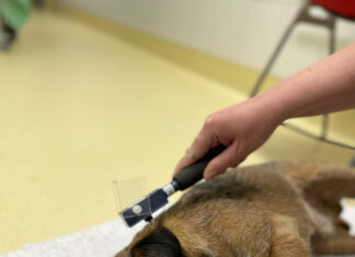 Studie: Chronische Schmerzen beim Hund Kranker Hund