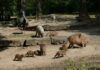 Viel Trubel - Bei Familie Wasserschwein gibt es fünffachen Nachwuchs