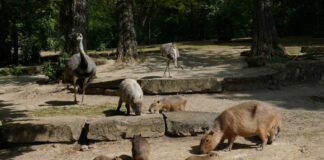 Viel Trubel - Bei Familie Wasserschwein gibt es fünffachen Nachwuchs