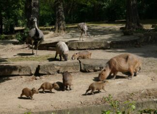 Nachwuchs bei den Wasserschweinen im Erlebnis-Zoo Hannover Viel Trubel - Bei Familie Wasserschwein gibt es fünffachen Nachwuchs