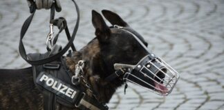 Polizeihund