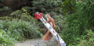 Eichhörnchen auf Drehleiter eines Spielzeug-Feuerwehrautos