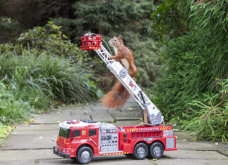 Eichhörnchen verursacht Kleinbrand im Gleisbereich Eichhörnchen auf Drehleiter eines Spielzeug-Feuerwehrautos