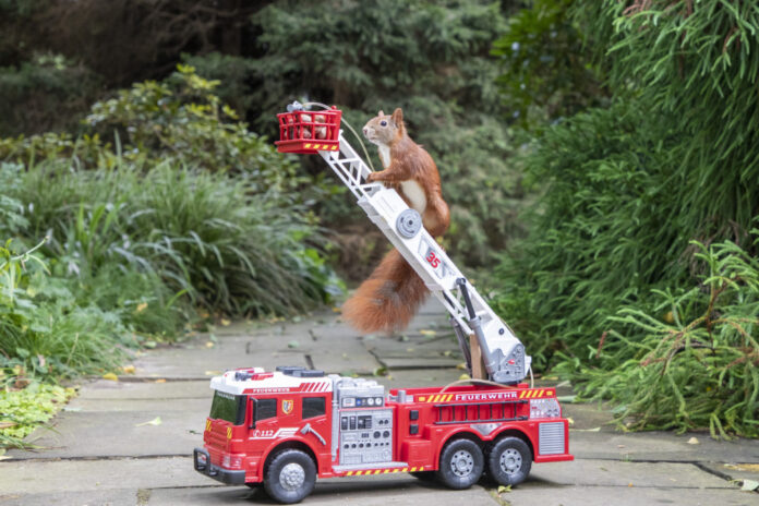 Eichhörnchen auf Drehleiter eines Spielzeug-Feuerwehrautos