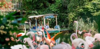 Flamingos vor Bootsfahrt über den Sambesi im Erlebnis-Zoo Hannover