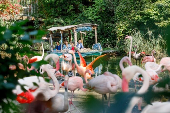 Flamingos vor Bootsfahrt über den Sambesi im Erlebnis-Zoo Hannover
