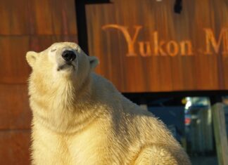 Erlebnis-Zoo Hannover öffnet den „Late-Zoo“ bis zum 18. August immer Donnerstags bis 21 Uhr Eisbaer Sprinter geniesst Abendstimmung im Erlebnis-Zoo.