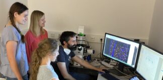 Analyse der Gehirnschnitte am Mikroskop: Anna-Sophia Hartke, Prof. Dr. Franziska Richter Assencio, Cara Schreiber und Christopher Käufer, PhD (vlnr).