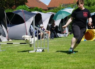 Agility: Rasend schnell über Hürden, durch Tunnel und Reifen