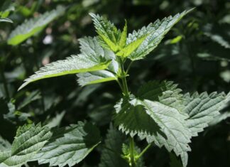 Schulbiologiezentrum Hannover lädt ein zum „Tag im Apothekergarten“ Brennnesselpflanze