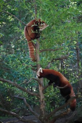 Das Rote Panda-Paar Fine und Flin im Erlebnis-Zoo Hannover.
