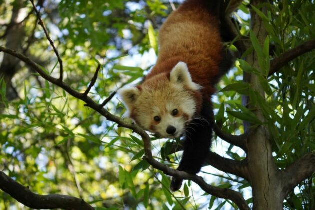 Die Rote Panda-Mutter Fine im Erlebnis-Zoo Hannover