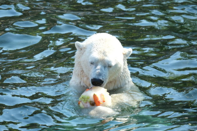 Eisbär mit gefrorenem Obst - Hitzewelle