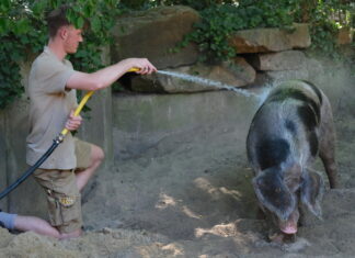 Tierischer Sommerspaß im Erlebnis-Zoo Hannover