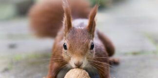 Eichhörnchen mit Walnuss