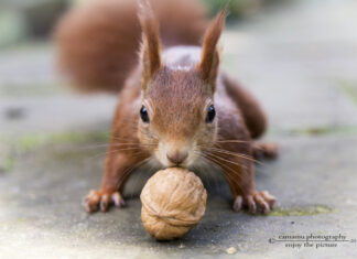 Diskussionsveranstaltung zur Interaktion von Menschen und heimischen Wildtieren Eichhörnchen mit Walnuss