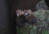 Kuscheln in der Wurfhöhle - die beiden Kleinen Panda-Zwillinge
