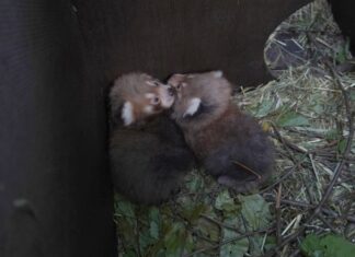 Zwillings-Nachwuchs bei den seltenen Roten Pandas im Erlebnis-Zoo Hannover Kuscheln in der Wurfhöhle - die beiden Kleinen Panda-Zwillinge
