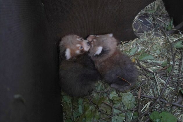 Kuscheln in der Wurfhöhle - die beiden Kleinen Panda-Zwillinge